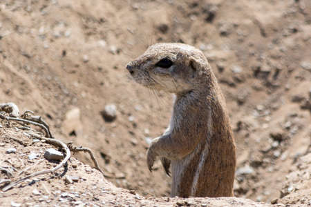 Ground Squirrel looking out of a hole. Seen and shot on self drive safari tour through several...