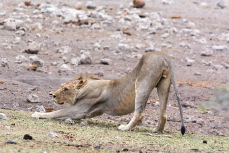 Lion doing morning stretching. Seen and shot on self drive safari tour through several natural parks at namibia, africa.の写真素材