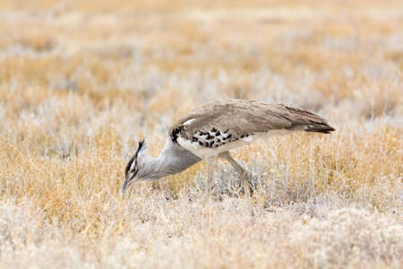 Kori Bustard. Seen and shot on self drive safari tour through several natural parks at namibia, africa.の写真素材