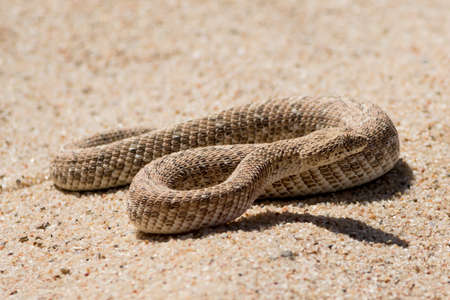 puff adder in the desert. Seen and shot on selfdrive safari tour through natioal parks in namibia,...
