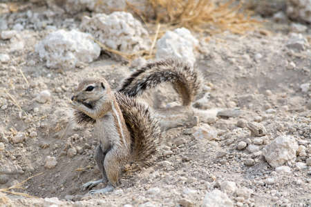Ground Squirrel. Seen and shot on selfdrive safari tour through natioal parks in namibia, africa.の写真素材