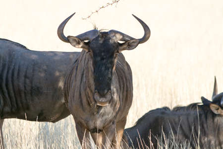 Blue Wildebeest in grassland. Seen and shot on selfdrive safari tour through natioal parks in namibia, africa.の写真素材
