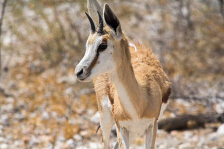 Springbok. Seen and shot on selfdrive safari tour through natioal parks in namibia, africa.