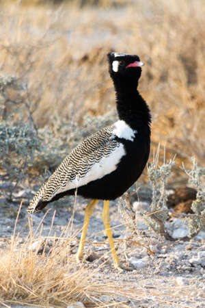 Nordern black korhaan. Seen and shot on selfdrive safari tour through natioal parks in namibia, africa.の写真素材