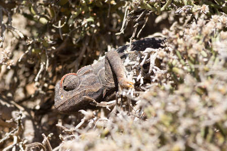 Chameleon in bush. Seen and shot on selfdrive safari tour through natioal parks in namibia, africa.の写真素材