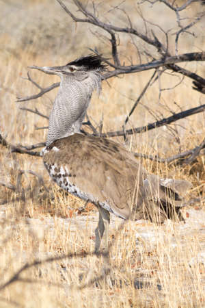Kori Bustard. Seen and shot on selfdrive safari tour through natioal parks in namibia, africa.