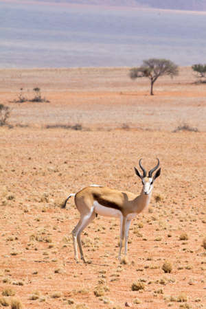Springbok in the desert. Seen and shot on selfdrive safari tour through natioal parks in namibia,...