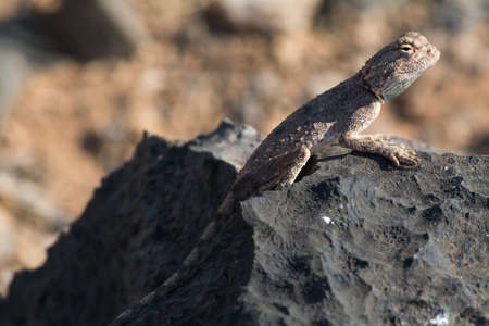 Reptile. Seen and shot on selfdrive safari tour through natioal parks in namibia, africa.の写真素材