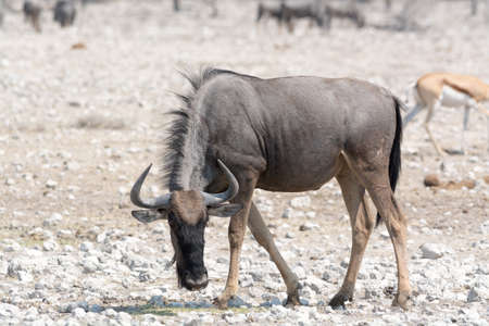 Blue Wildebeest in namibia, africaの写真素材