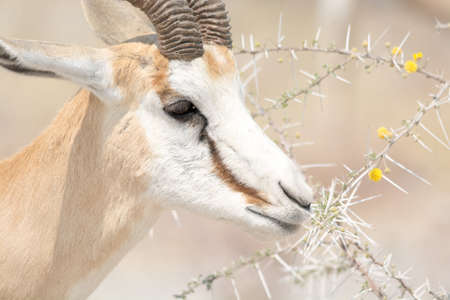 Springbok eating fruits of acacia trees, caution: the thorns are very thick. Etosha National Park, Namibia, Africaの写真素材