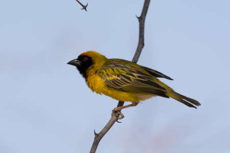 Weaver Bird building his nest in Namibia