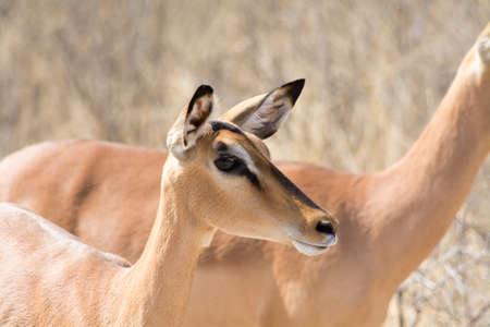Blackfaced Impala in Etosha National Parkの写真素材