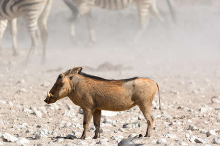 Warthog in namibia, etoshaの写真素材