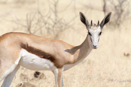Springbok in Namibiaの写真素材