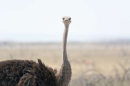 lonely ostrich in etosha national park, namibiaの写真素材