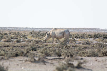Rhino in the desert of namibiaの写真素材