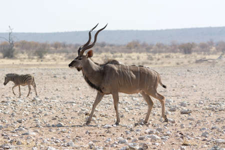 Kudu in namibiaの写真素材