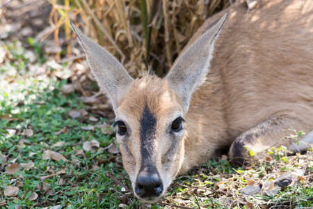 Portrait of a lying common duiker in Etosha National Park, Namibia, Africa.の写真素材