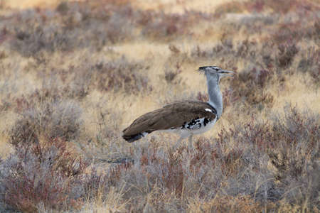 Kori Bustard in grassland in Etosha National Park, Namibia, Africa.の写真素材