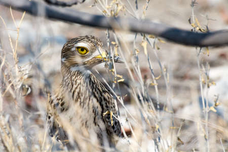 Spottet Thick Knee hiding in the bushes in Etosha National Park, Namibia, Africa.の写真素材