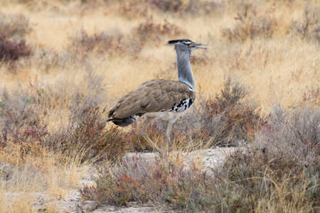 Kori Bustard in grassland in Etosha National Park, Namibia, Africa.の写真素材