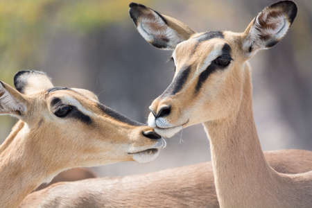 Portrait of Two Blackfaced Impala in Etosha National Park, Namibia, Africa.の写真素材