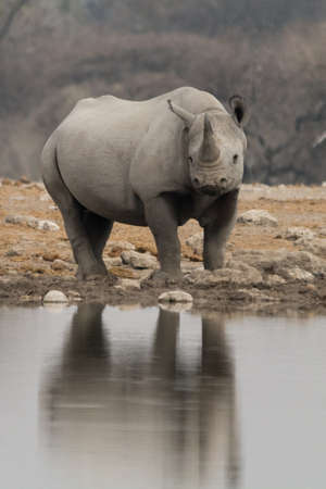 Rhinoceros at natural waterhole in Etosha National Park, Namibia, Africa.の写真素材