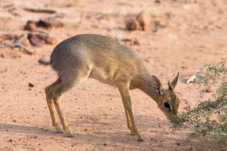Damara Dik-Dik eating leaves in Etosha National Park, Namibia, Africa.の写真素材