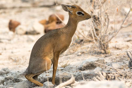 Damara dik dik in bushland, seen and pictured in several national parks in namibia, africa.の写真素材
