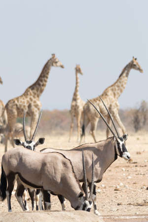 Gemsbok and Giraffe, seen and pictured in several national parks in namibia, africa.の写真素材