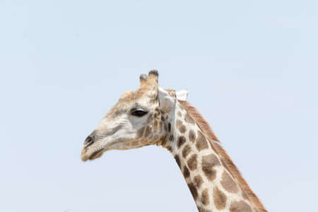 Portrait of giraffe head against light blue sky, seen and pictured in several national parks in namibia, africa.の写真素材