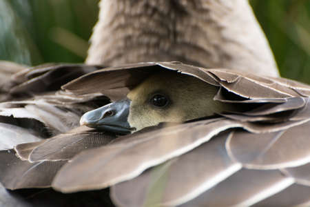 Gray Goose Chicken looking through its mothers feathers, hiding. Seen in April 2016 at hoehenfelder sea, cologne, germanyの写真素材