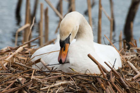 Female white swan in its nest, breeding, seen at hoehenfelder sea part of cologne, germany, europe.の写真素材