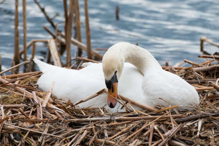 Female white swan in its nest, breeding, seen at hoehenfelder sea part of cologne, germany, europe.の写真素材