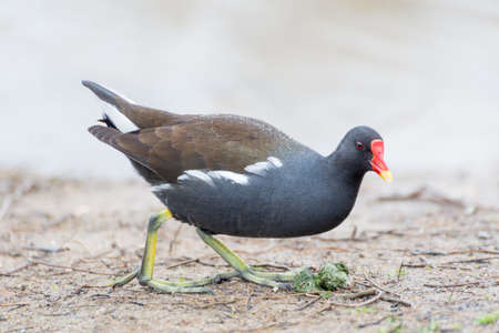 Gallinula chloropus, seen in germany, hoehenfelder seaの写真素材