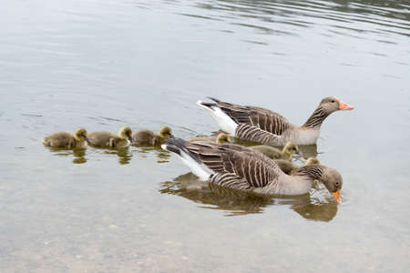 Family of grey goose with six chicken in the water in spring, seen at hoehenfelder sea part of cologne, germany, europe.の写真素材