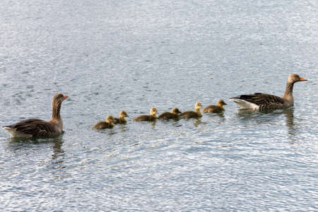 Family of gray goose swimming over sea, seen in April 2016 at hoehenfelder sea, cologne, germanyの写真素材