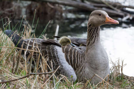 Two Gray Goose Chicken hiding in their Mothers Wing. Seen in April 2016 at hoehenfelder sea, cologne, germanyの写真素材