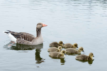 Goose Family, seen at hoehenfelder sea part of cologne, germany, europe.の写真素材