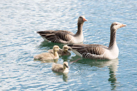 Family of Gray Goose with 3 Chicken swimming on a lake "hoehenfelder see" near cologne germany in spring 2016.の写真素材