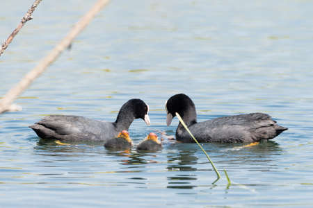 Black Coot with Chicks seen and shot at hoehenfelder sea, near cologne, germany in spring 2016の写真素材