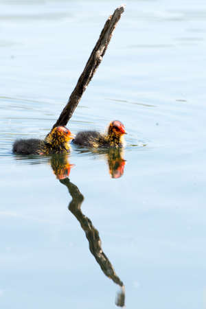 Black Coot with Chicks seen and shot at hoehenfelder sea, near cologne, germany in spring 2016の写真素材