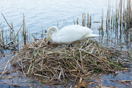 White Swan on its nest. Seen at a lake near cologne "hoehenfelder see" in spring 2016.の写真素材