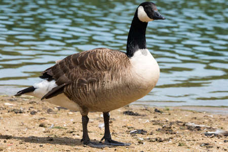 Canadian Goose (Kanada Gans), seen in spring 2016 at a lake (Hoehenfelder See) near Cologne, Germany, Europe.の写真素材