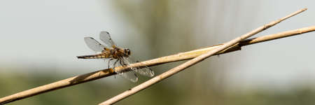 Dragonfly in spring 2016, seen at a lake (hoehenfelder sea) near cologne, germany, europe.の写真素材