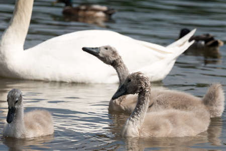 Group of white swan chicklets in front of adult,, seen in spring 2016 at a lake (hoehenfelder Sea) near cologne, germany, europe.の写真素材
