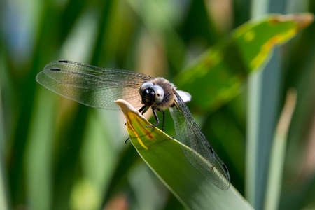 Dragonfly in spring 2016, seen at a lake (hoehenfelder sea) near cologne, germany, europe.