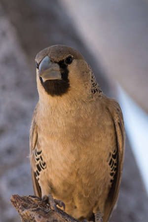 Female Weaver Bird, seen in namibia, africa.