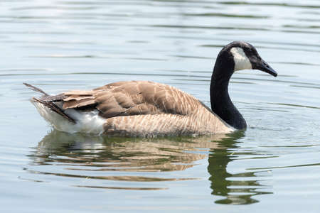 Canadian Goose (Kanada Gans), seen in spring 2016 at a lake (Hoehenfelder See) near Cologne, Germany, Europe.の写真素材