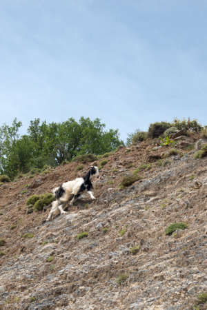 goat climbing in a mountain wall at crete, greece, europeの写真素材